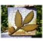 Chestnut Leaf & Twig - MDF Wood Shape