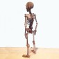 Standing Skeleton - MDF/Birch Ply Wood Kit