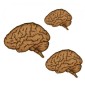 Anatomical Brain - MDF Wood Shape