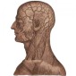 Anatomical Head - MDF Wood Shape