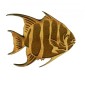 Angel Fish - MDF Tropical Fish Wood Shape Style 2