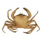 Crab MDF Wood Shape - Style 4