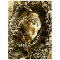 Wild Flower Patch Border MDF Wood Shape