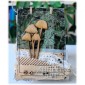 Mushrooms - Fungi MDF Wood Shape - Style 9