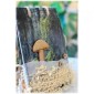 Mushrooms - Fungi MDF Wood Shape - Style 12