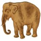 Indian Elephant - MDF Wood Shape