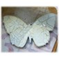 Sheet of Mini MDF Wood Butterflies - Style 5