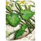 Narcissus Flowers MDF Wood Shape