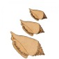Conch Seashell - MDF Wood Shape