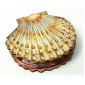 Scalloped Seashell - MDF Wood Shape Style 2