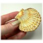 Scalloped Seashell - MDF Wood Shape Style 2