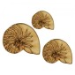 Nautilus Seashell - MDF Wood Shape