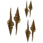 Spiral Seashells - MDF Wood Shapes - Set of 2