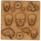 Skulls, Brains & Eyeballs - MDF Add On Sheet