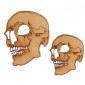 Skull with Teeth MDF Wood Shape