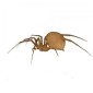 Spider MDF Wood Shape - Style 6