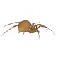 Spider MDF Wood Shape - Style 6