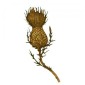 Thistle Flower - MDF Wood Shape Style 54