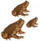 Warty Common Toad - MDF Wood Shape