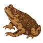 Warty Common Toad - MDF Wood Shape