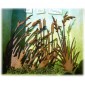 Wild Grass MDF Wood Shape - Style 4