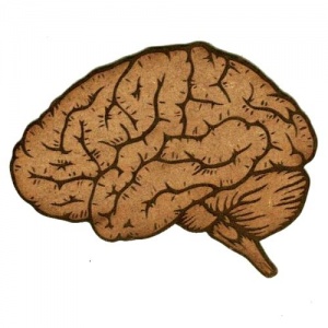 Anatomical Brain - MDF Wood Shape