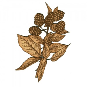 Blackberries & Leaf Sprig MDF Wood Shape