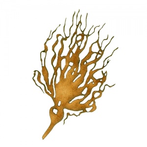 Bull Kelp - MDF Seaweed Wood Shape Style 4