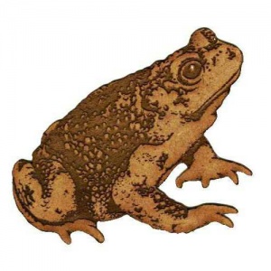 Warty Common Toad - MDF Wood Shape