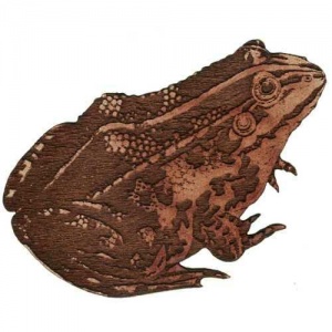 Striped Common Toad - MDF Wood Shape