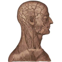 Anatomical Head - MDF Wood Shape