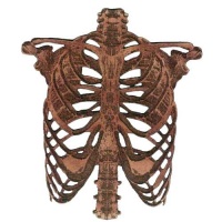 Rib Cage - MDF Wood Shape