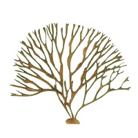 Discoid Fork Weed - MDF Seaweed Wood Shape Style 1