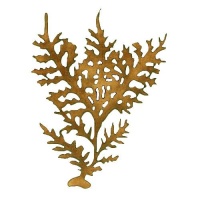 Cladhymenia Iyallii - MDF Seaweed Wood Shape Style 7