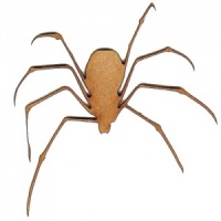 Spider MDF Wood Shape - Style 2