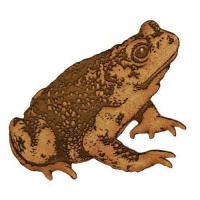 Warty Common Toad - MDF Wood Shape